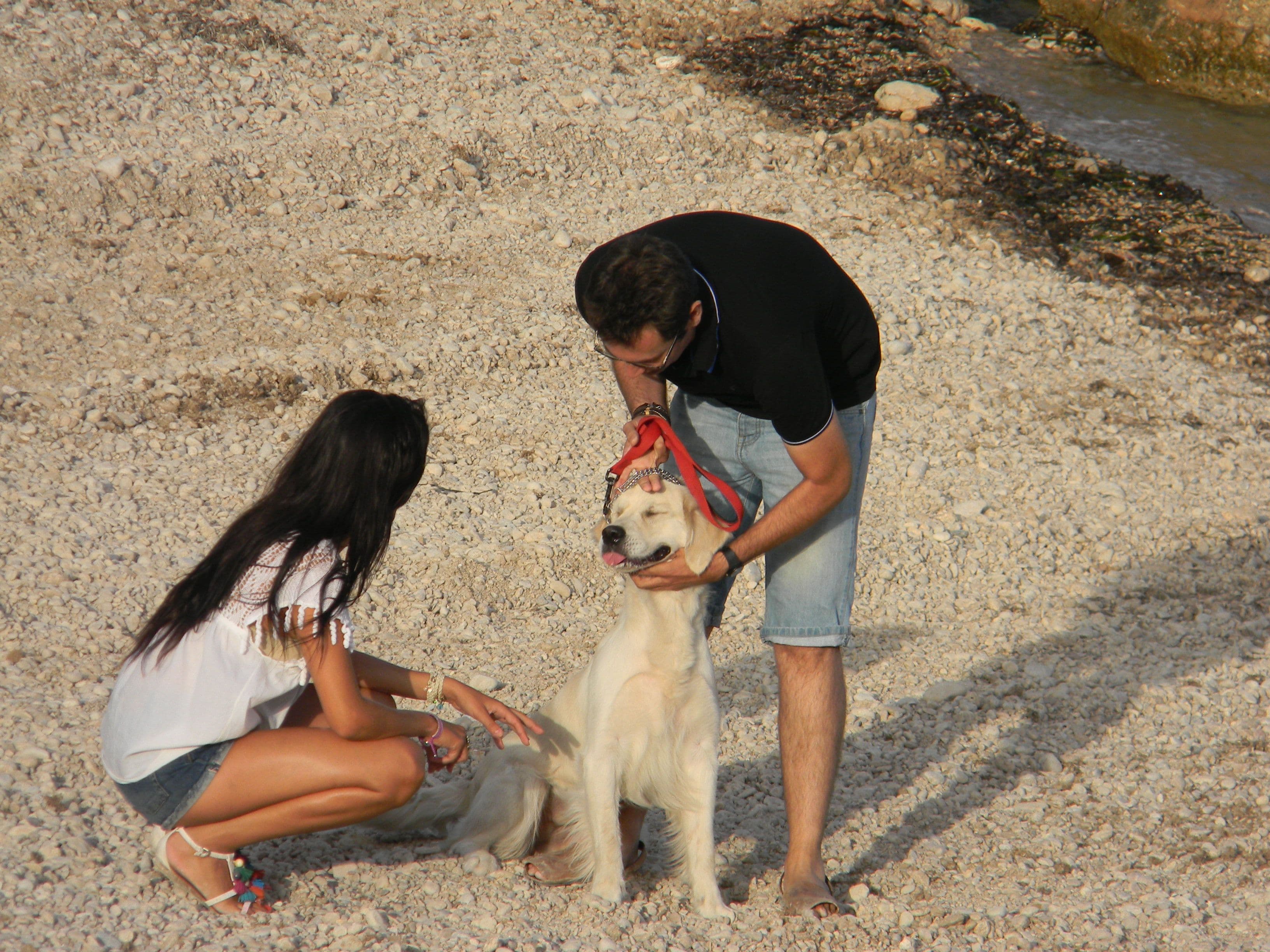 Pet Friendly Beaches