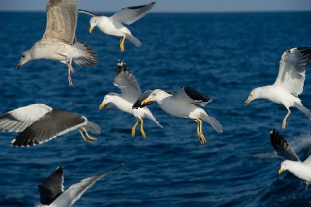 2. Les oiseaux marins (Route naturelle de la côte)