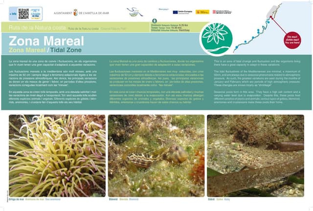 1. La Zone de marée (Rout naturelle sur la côte)