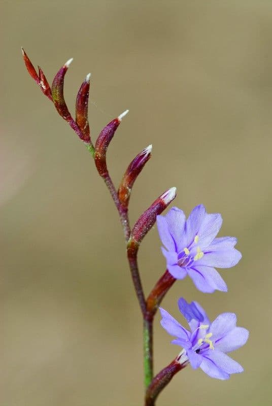 6. Végétation supra littorale (Route naturelle de la côte)