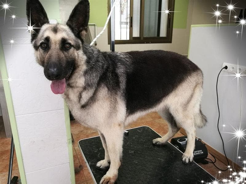 Perruqueria canina & felina Almucan