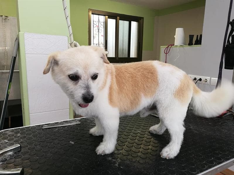 Perruqueria canina & felina Almucan