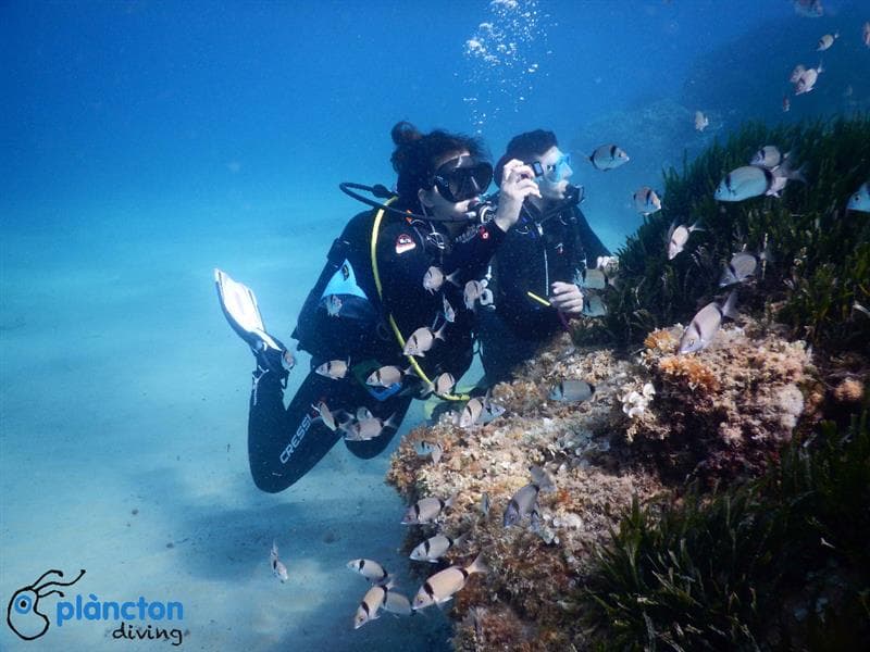 Busseig amb oceanògrafes - Plàncton Diving