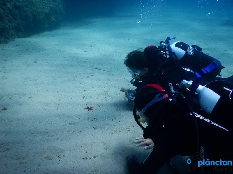 Busseig amb oceanògrafes - Plàncton Diving