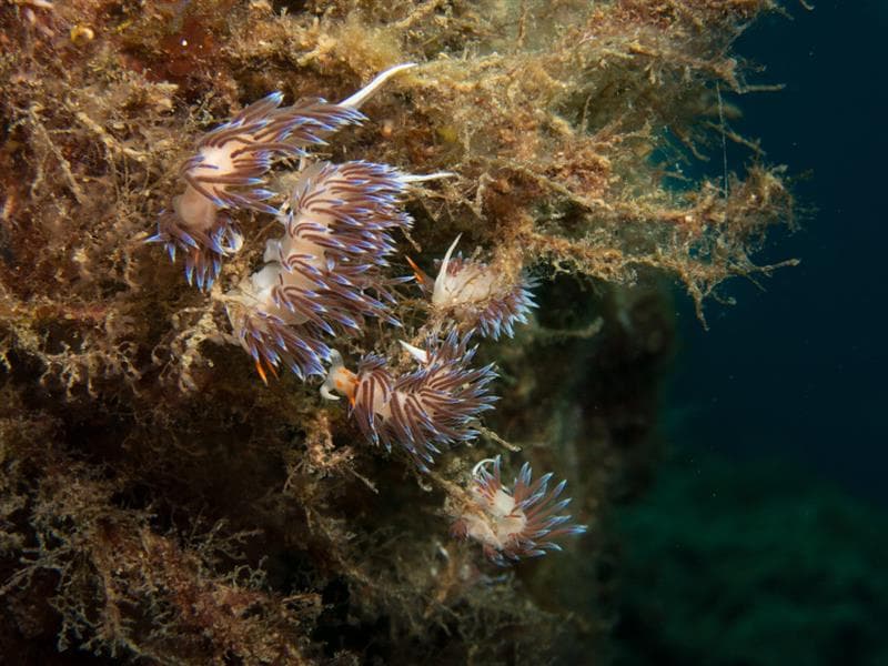 Excursion plongée sous-marine - Ametlla Diving (Centre de Busseig PADI Autorizado #24626)