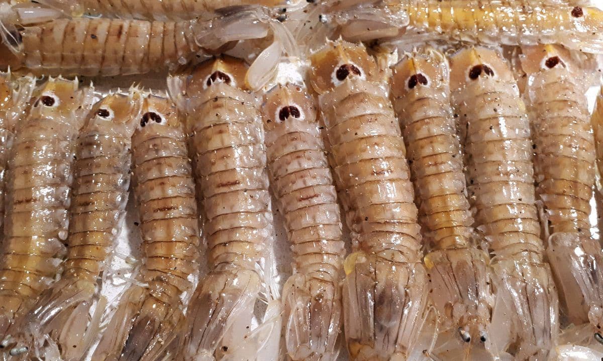 The “galera”, a very Mediterranean crustacean, very much of our own.