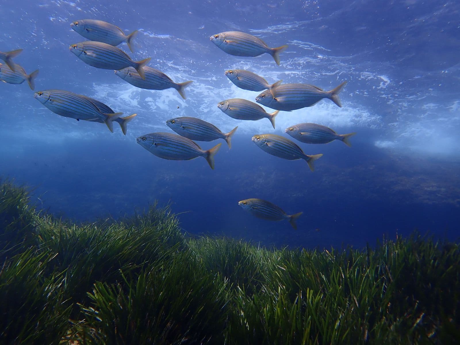 Beaches with posidonia