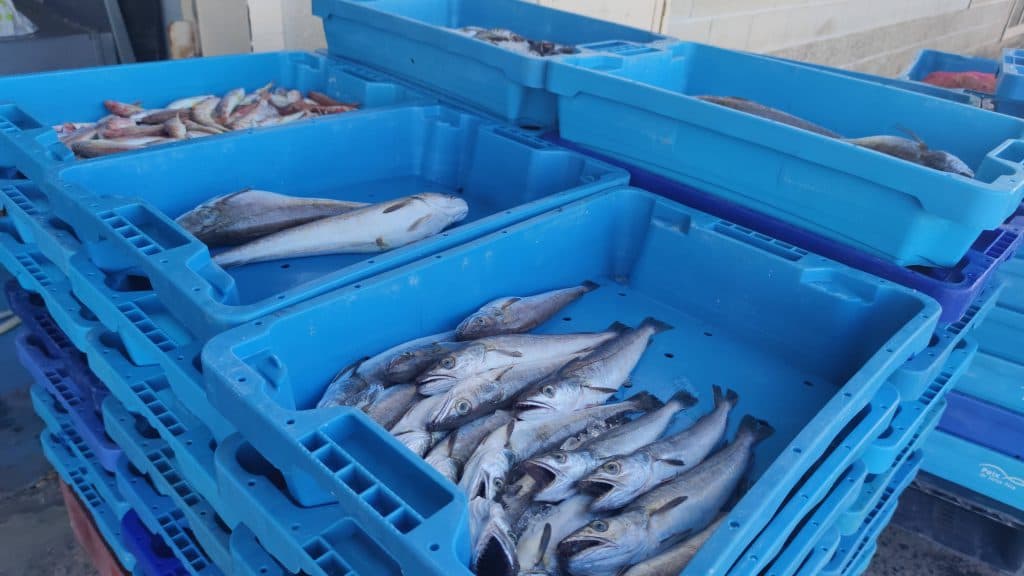 L’arrossegament comença la temporada amb força peix i a bon preu