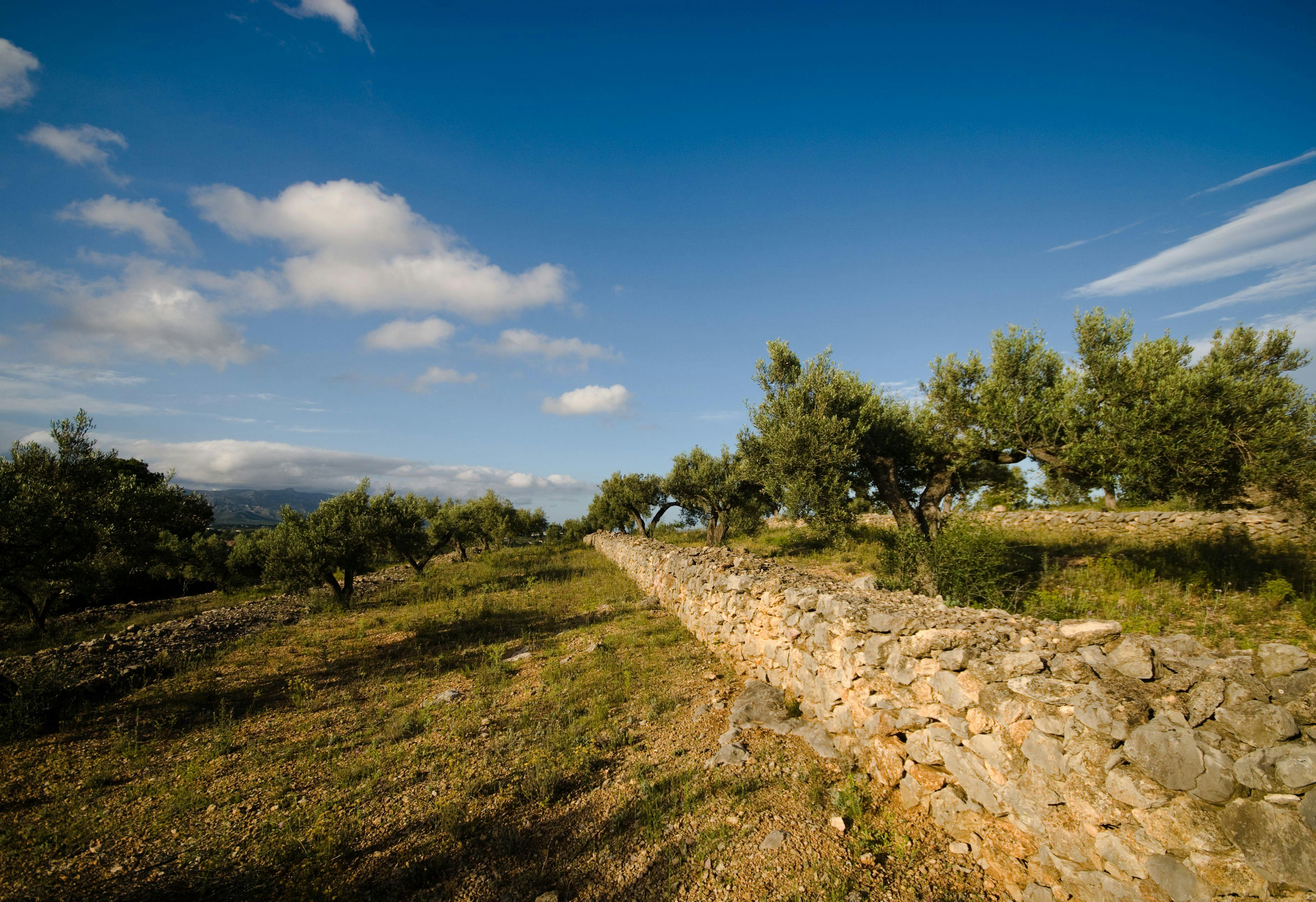 Ruta de los olivos