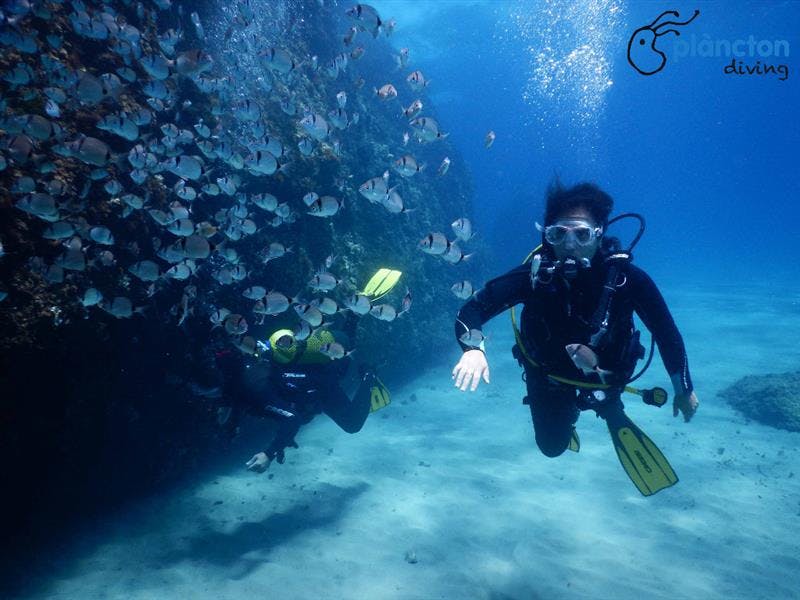 Buceo con oceanógrafas - Plàncton Diving
